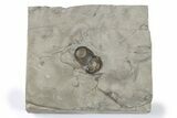 Bumastus Ioxus Trilobite Fossil - New York #270093-1